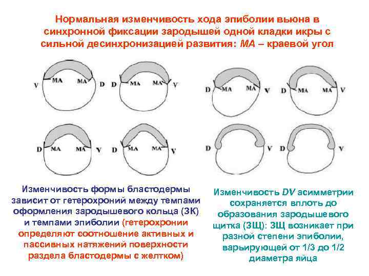 Нормальная изменчивость хода эпиболии вьюна в синхронной фиксации зародышей одной кладки икры с сильной