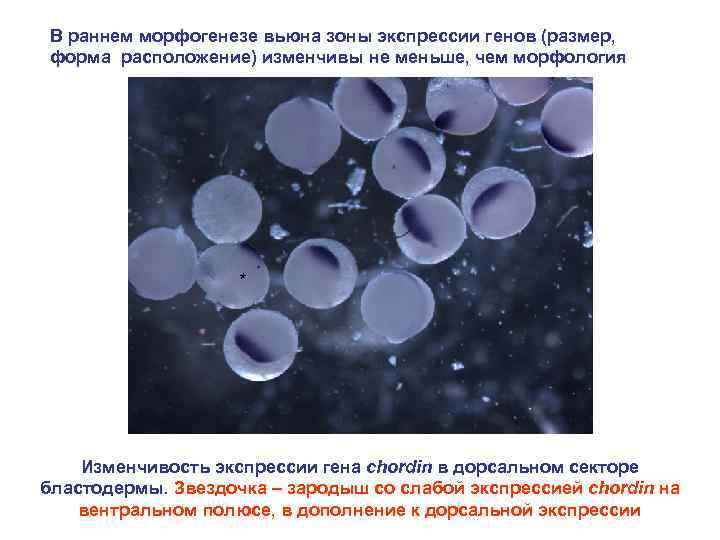 В раннем морфогенезе вьюна зоны экспрессии генов (размер, форма расположение) изменчивы не меньше, чем