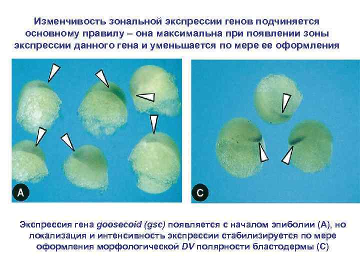 Изменчивость зональной экспрессии генов подчиняется основному правилу – она максимальна при появлении зоны экспрессии