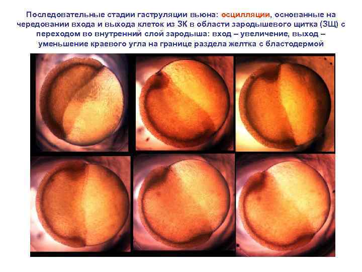 Последовательные стадии гаструляции вьюна: осцилляции, основанные на чередовании входа и выхода клеток из ЗК