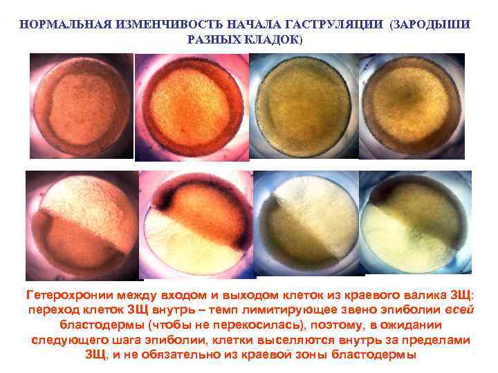 НОРМАЛЬНАЯ ИЗМЕНЧИВОСТЬ НАЧАЛА ГАСТРУЛЯЦИИ (ЗАРОДЫШИ РАЗНЫХ КЛАДОК) Гетерохронии между входом и выходом клеток из