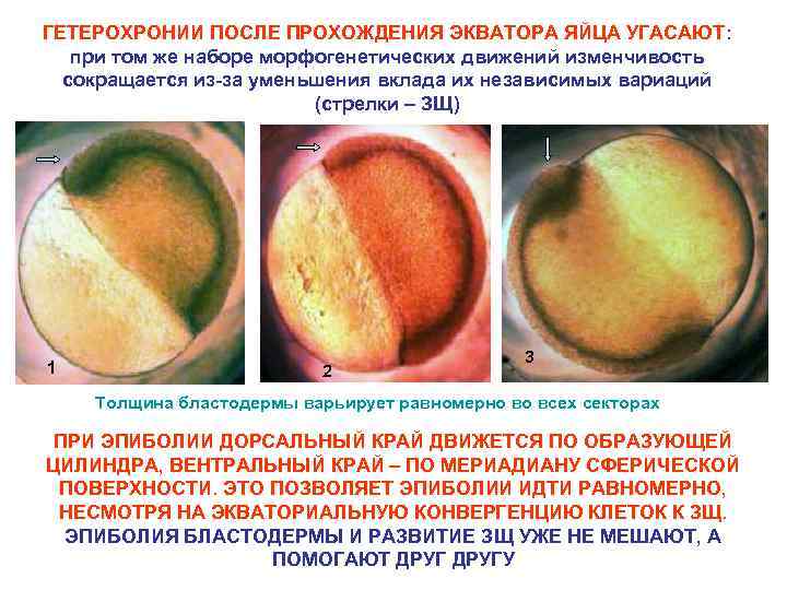 ГЕТЕРОХРОНИИ ПОСЛЕ ПРОХОЖДЕНИЯ ЭКВАТОРА ЯЙЦА УГАСАЮТ: при том же наборе морфогенетических движений изменчивость сокращается
