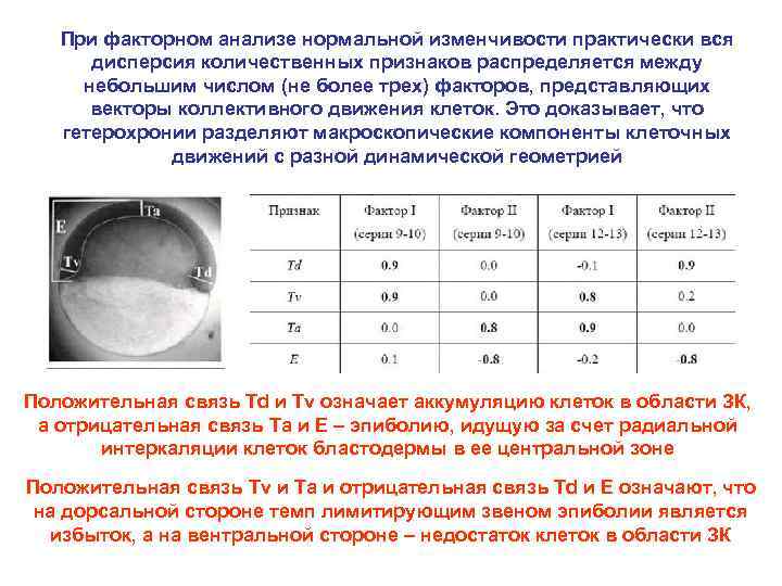 При факторном анализе нормальной изменчивости практически вся дисперсия количественных признаков распределяется между небольшим числом
