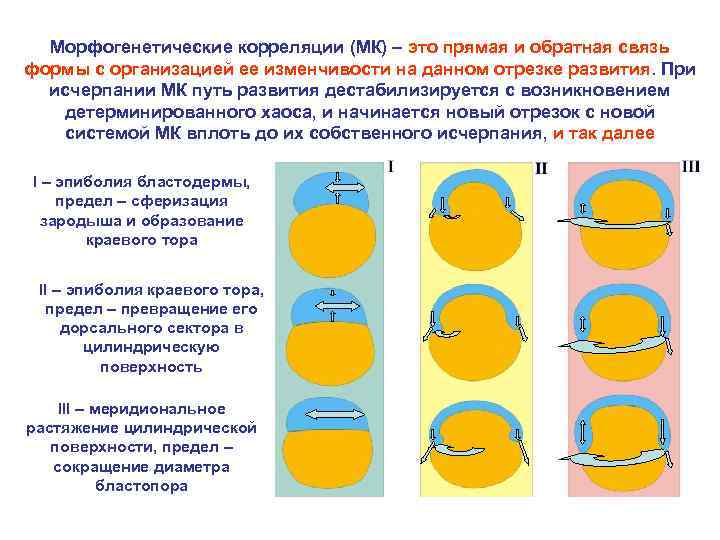 Морфогенетические корреляции (МК) – это прямая и обратная связь формы с организацией ее изменчивости