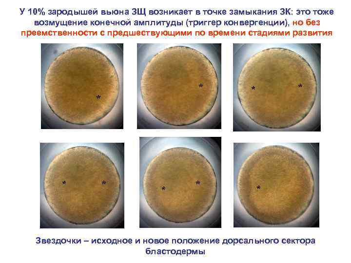 У 10% зародышей вьюна ЗЩ возникает в точке замыкания ЗК: это тоже возмущение конечной