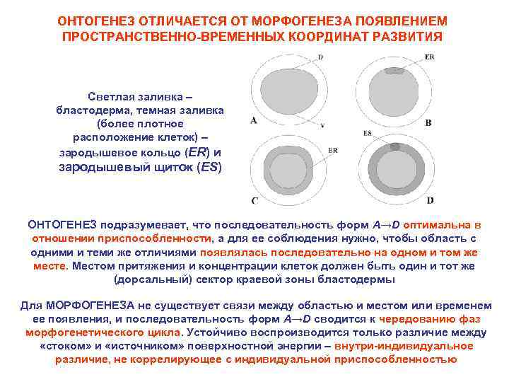 ОНТОГЕНЕЗ ОТЛИЧАЕТСЯ ОТ МОРФОГЕНЕЗА ПОЯВЛЕНИЕМ ПРОСТРАНСТВЕННО-ВРЕМЕННЫХ КООРДИНАТ РАЗВИТИЯ Светлая заливка – бластодерма, темная заливка