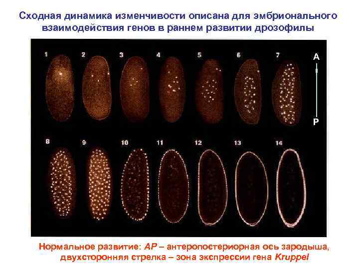 Сходная динамика изменчивости описана для эмбрионального взаимодействия генов в раннем развитии дрозофилы A P