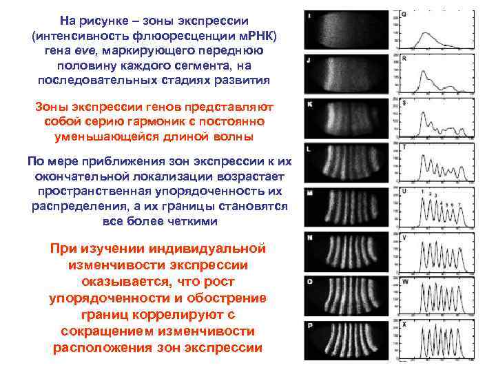 На рисунке – зоны экспрессии (интенсивность флюоресценции м. РНК) гена eve, маркирующего переднюю половину