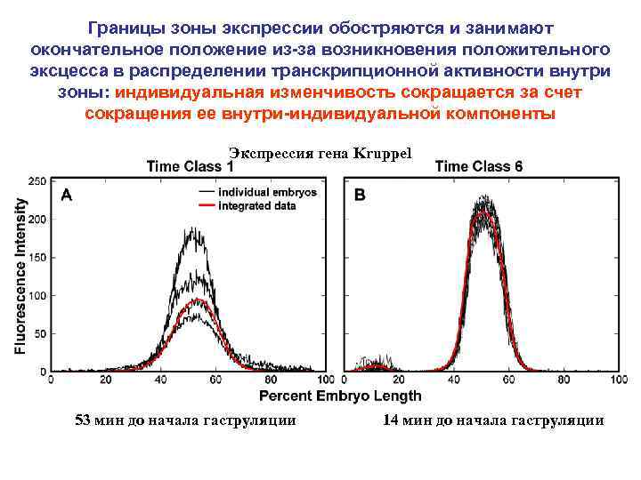 Границы зоны экспрессии обостряются и занимают окончательное положение из-за возникновения положительного эксцесса в распределении