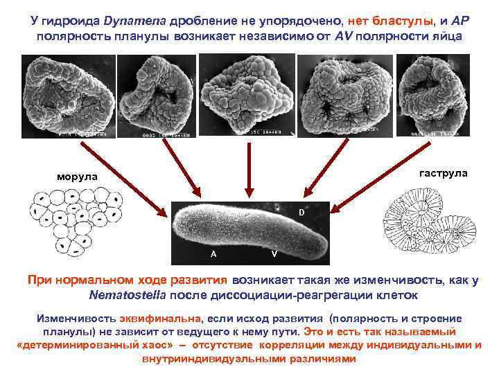 У гидроида Dynamena дробление не упорядочено, нет бластулы, и AP полярность планулы возникает независимо