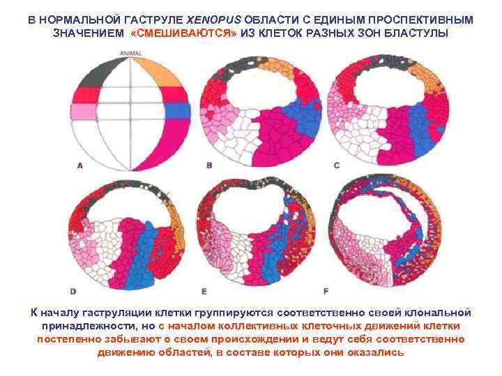 В НОРМАЛЬНОЙ ГАСТРУЛЕ XENOPUS ОБЛАСТИ С ЕДИНЫМ ПРОСПЕКТИВНЫМ ЗНАЧЕНИЕМ «СМЕШИВАЮТСЯ» ИЗ КЛЕТОК РАЗНЫХ ЗОН
