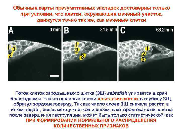 Обычные карты презумптивных закладок достоверны только при условии, что клетки, окружающие меченый участок, движутся