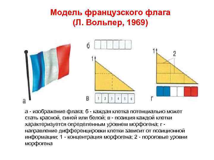 Модель французского флага (Л. Вольпер, 1969) а - изображение флага; б - каждая клетка