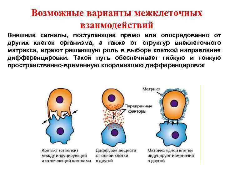 Возможные варианты межклеточных взаимодействий Внешние сигналы, поступающие прямо или опосредованно от других клеток организма,