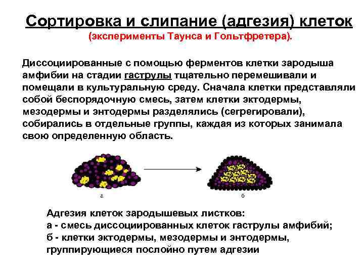 Сортировка и слипание (адгезия) клеток (эксперименты Таунса и Гольтфретера). Диссоциированные с помощью ферментов клетки