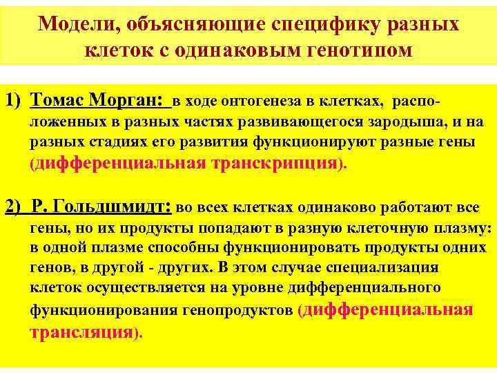 Модели, объясняющие специфику разных клеток с одинаковым генотипом 1) Томас Морган: в ходе онтогенеза