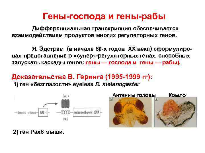 Гены-господа и гены-рабы Дифференциальная транскрипция обеспечивается взаимодействием продуктов многих регуляторных генов. Я. Эдстрем (в