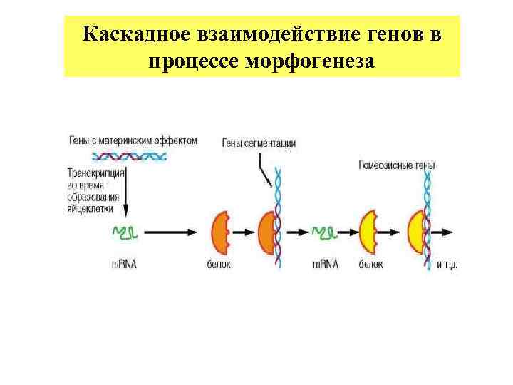 Каскадное взаимодействие генов в процессе морфогенеза 