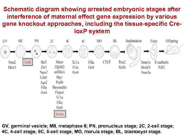 Schematic diagram showing arrested embryonic stages after interference of maternal effect gene expression by