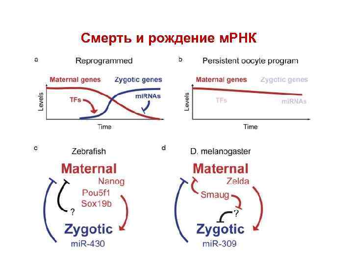 Смерть и рождение м. РНК 