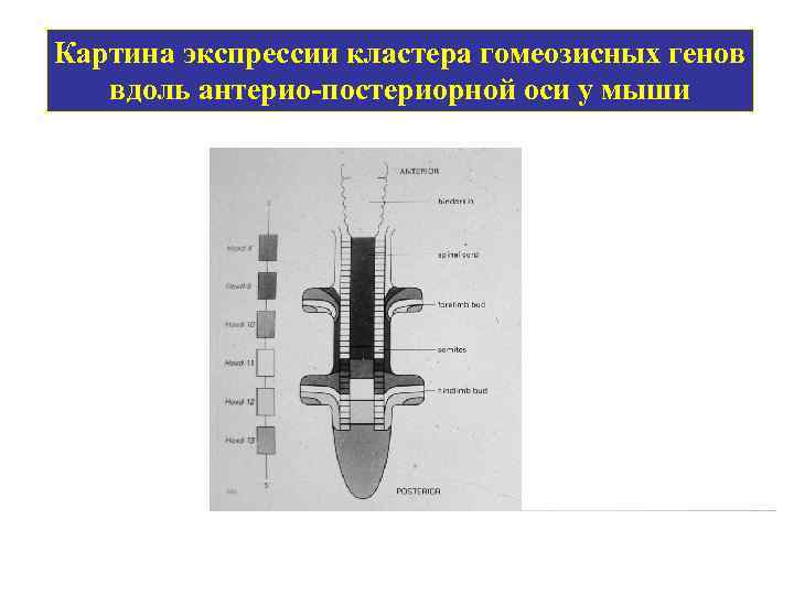 Картина экспрессии кластера гомеозисных генов вдоль антерио-постериорной оси у мыши 