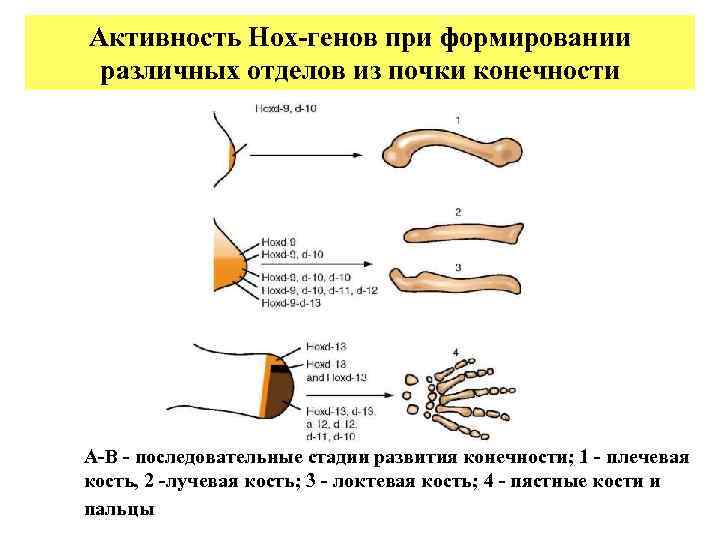 Активность Hox-генов при формировании различных отделов из почки конечности А-В - последовательные стадии развития