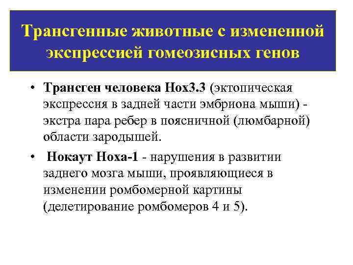 Трансгенные животные с измененной экспрессией гомеозисных генов • Трансген человека Hox 3. 3 (эктопическая