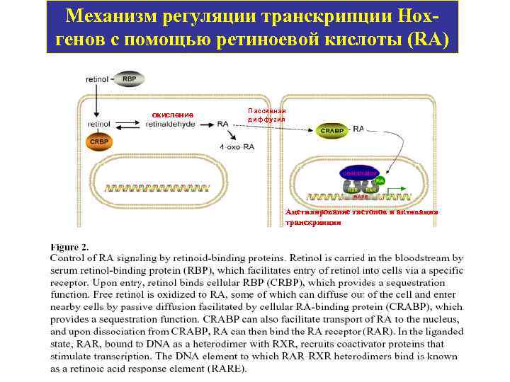 Механизм регуляции транскрипции Нохгенов с помощью ретиноевой кислоты (RA) окисление Пассивная диффузия Ацетилирование гистонов