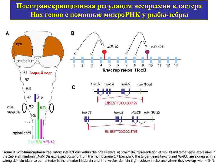 Посттранскрипционная регуляция экспрессии кластера Hox генов с помощью микро. РНК у рыбы-зебры Задний мозг