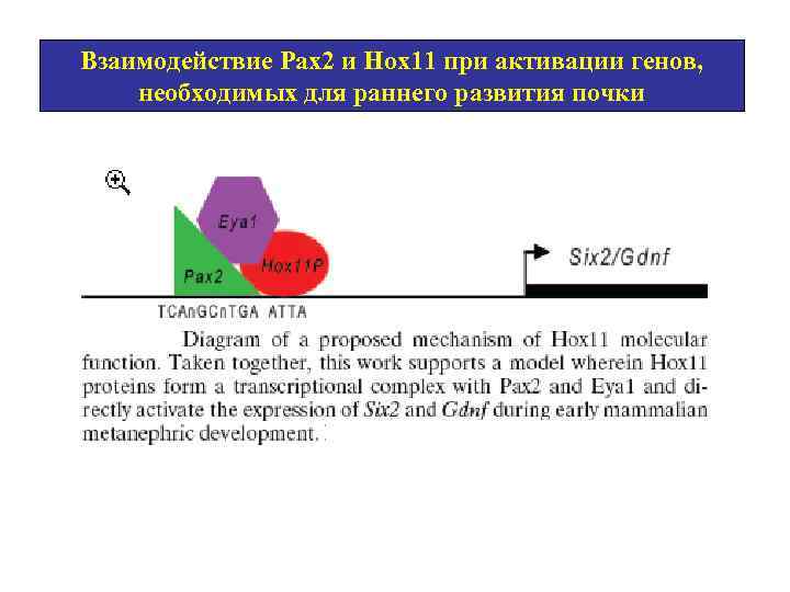 Взаимодействие Рах2 и Нох11 при активации генов, необходимых для раннего развития почки 