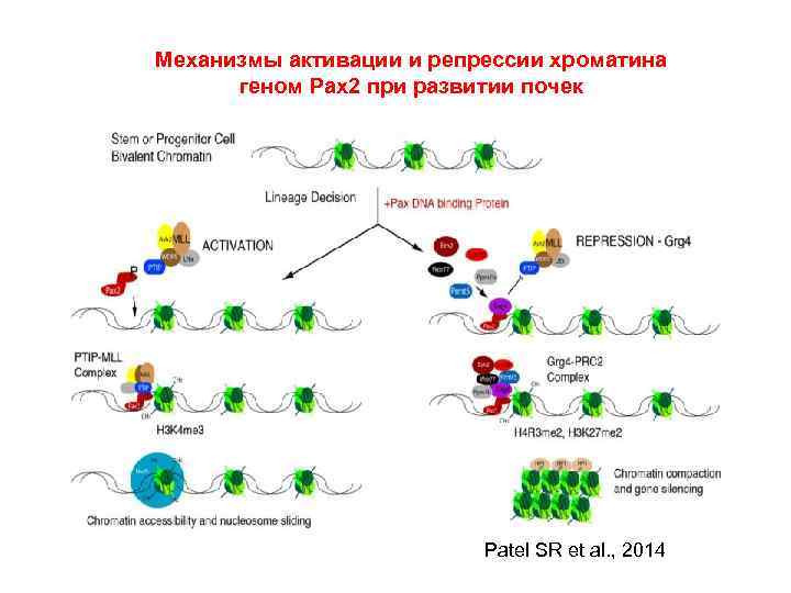 Механизмы активации и репрессии хроматина геном Pax 2 при развитии почек Patel SR et
