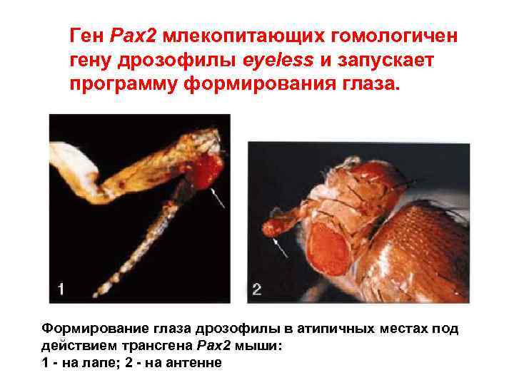 Ген Pax 2 млекопитающих гомологичен гену дрозофилы eyeless и запускает программу формирования глаза. Формирование