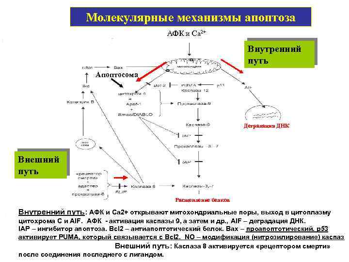 Молекулярные механизмы апоптоза АФК и Са 2+ Внутренний путь Апоптосома Деградация ДНК Внешний путь