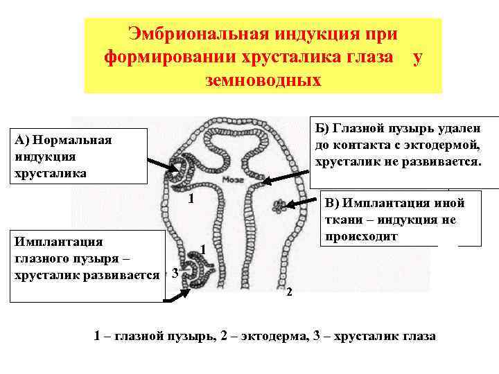 Эмбриональная индукция при формировании хрусталика глаза у земноводных Б) Глазной пузырь удален до контакта