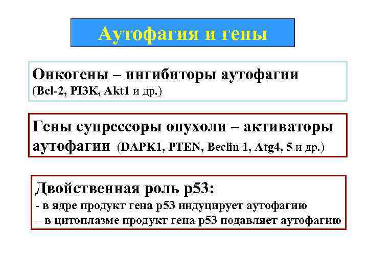 Аутофагия и гены Онкогены – ингибиторы аутофагии (Bcl-2, PI 3 K, Akt 1 и