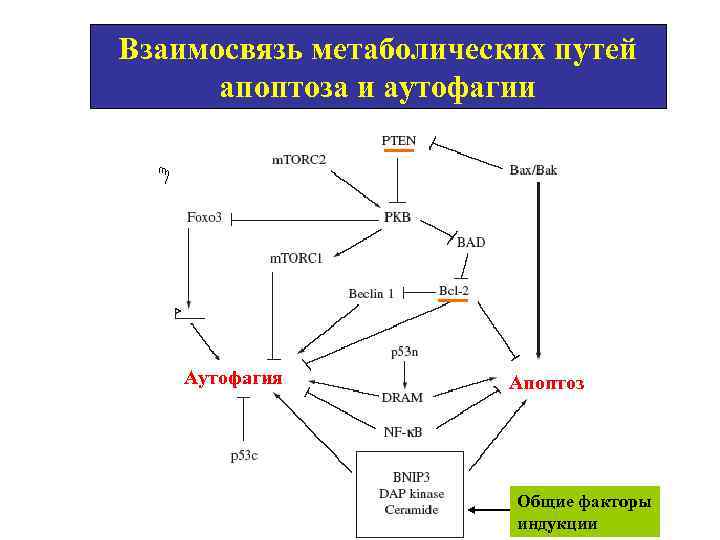Взаимосвязь метаболических путей апоптоза и аутофагии Аутофагия Апоптоз Общие факторы индукции 