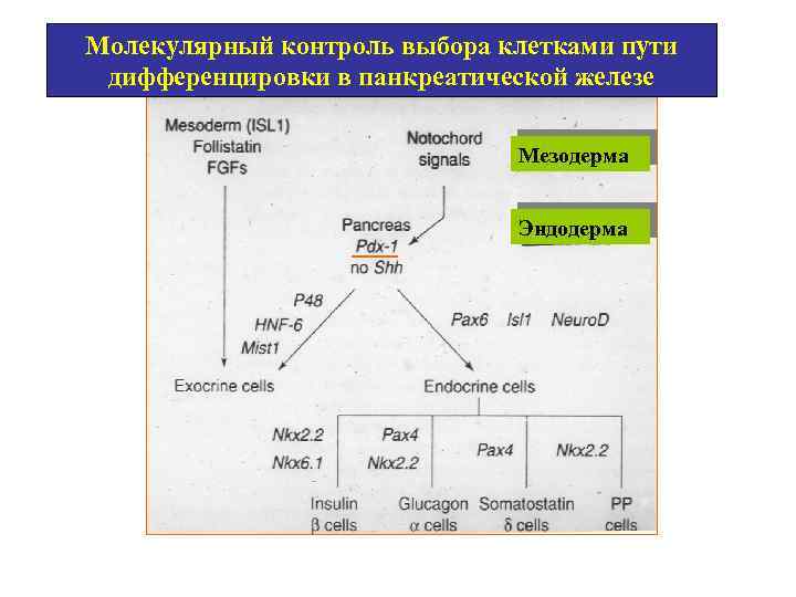 Молекулярный контроль выбора клетками пути дифференцировки в панкреатической железе Мезодерма Эндодерма 