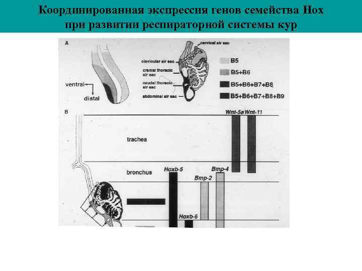 Координированная экспрессия генов семейства Hox при развитии респираторной системы кур 