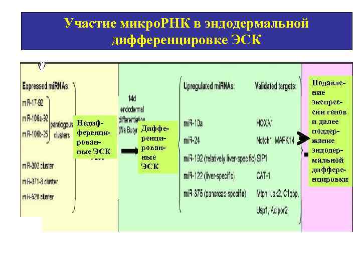 Участие микро. РНК в эндодермальной дифференцировке ЭСК Недифференцированные ЭСК Дифференцированные ЭСК Подавление экспрессии генов