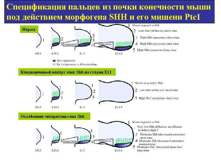 Спецификация пальцев из почки конечности мыши под действием морфогена SHH и его мишени Ptc
