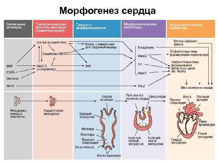  Морфогенез сердца 