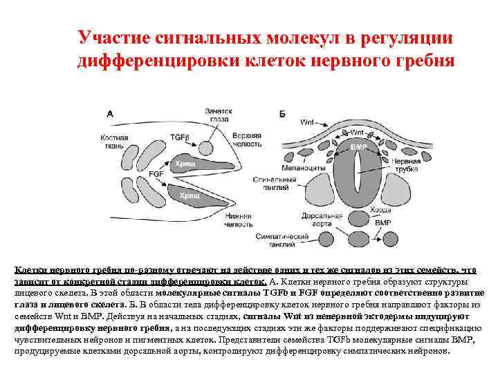 Участие сигнальных молекул в регуляции дифференцировки клеток нервного гребня Клетки нервного гребня по-разному отвечают