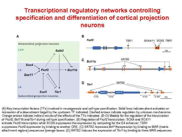 Transcriptional regulatory networks controlling specification and differentiation of cortical projection neurons (A) Key transcription