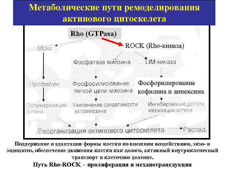 Метаболические пути ремоделирования актинового цитоскелета Rho (GTPasa) ROCK (Rho-киназа) Фосфорилирование кофилина и аннексина Поддержание
