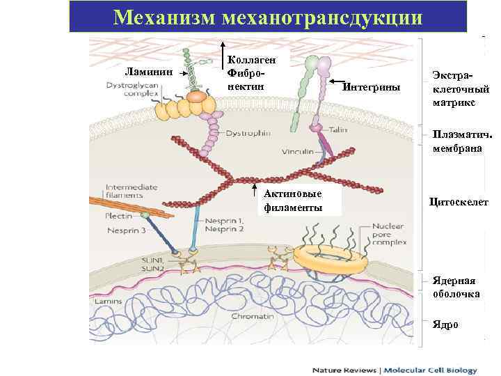 Механизм механотрансдукции Ламинин Коллаген Фибронектин Интегрины Экстраклеточный матрикс Плазматич. мембрана Актиновые филаменты Цитоскелет Ядерная