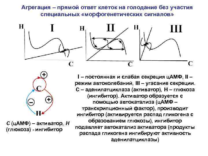 Агрегация – прямой ответ клеток на голодание без участия специальных «морфогенетических сигналов» I –
