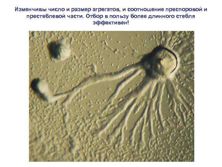 Изменчивы число и размер агрегатов, и соотношение преспоровой и престеблевой части. Отбор в пользу