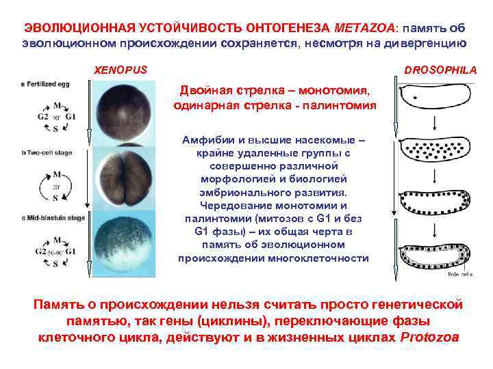 ЭВОЛЮЦИОННАЯ УСТОЙЧИВОСТЬ ОНТОГЕНЕЗА METAZOA: память об эволюционном происхождении сохраняется, несмотря на дивергенцию XENOPUS DROSOPHILA