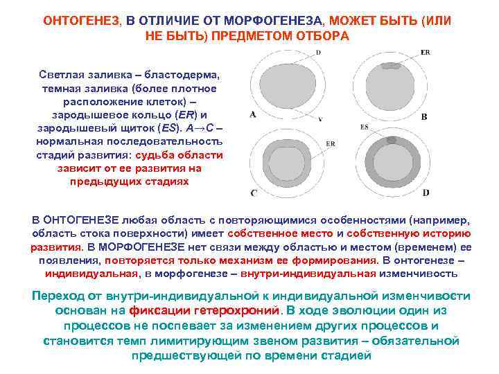 ОНТОГЕНЕЗ, В ОТЛИЧИЕ ОТ МОРФОГЕНЕЗА, МОЖЕТ БЫТЬ (ИЛИ НЕ БЫТЬ) ПРЕДМЕТОМ ОТБОРА Светлая заливка