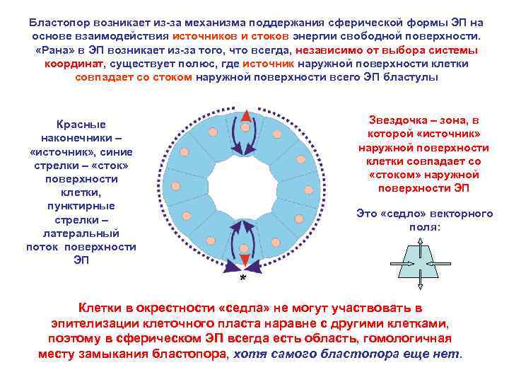 Бластопор возникает из-за механизма поддержания сферической формы ЭП на основе взаимодействия источников и стоков